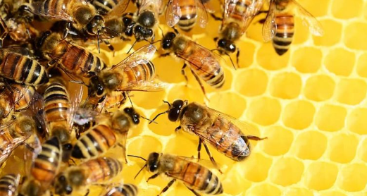 Image of bees on honeycomb